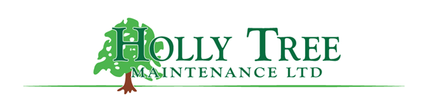 Holly Tree Maintenance